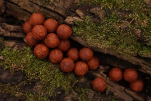 Niklové boilies Attractive Devill Krill 20mm 1kg